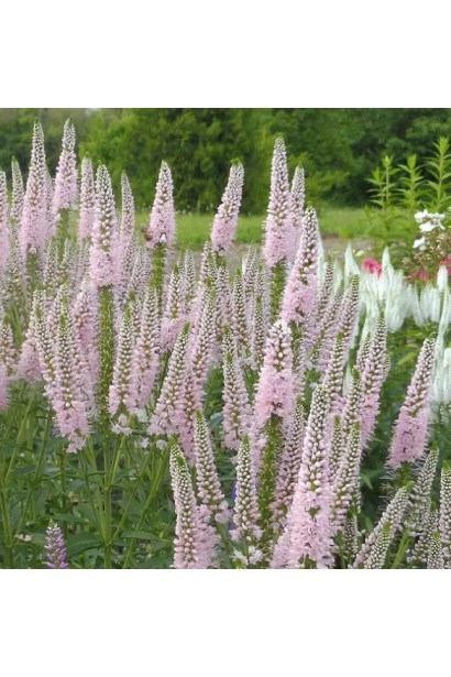 Вероніка Фірст Чойс у повному цвіті на сонячній клумбі